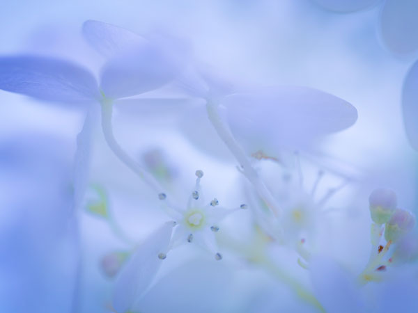 Lime Light Hydrangea I