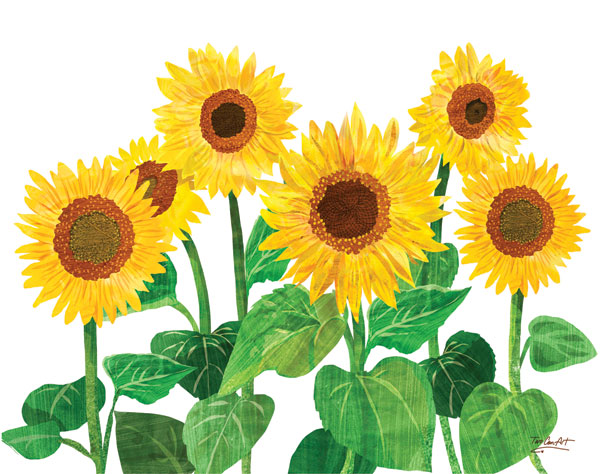 Sunflowers