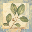 Leaf Botanicals I