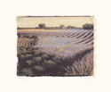 Lavender Field