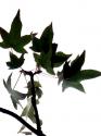 Maple Branch III