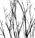 Dancing Branches V