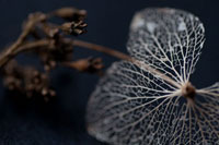 Hydrangea Skeleton II
