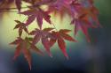 Japanese Maple III