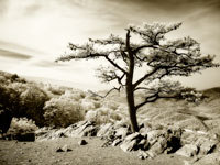 Lone Pine I