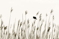 Bird in the Grass 1