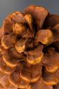 Pine Cone III