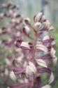 Fireweed in Fall II
