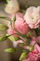 Pink Blossoms II