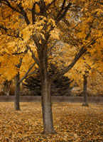 Fall Tree Grove II