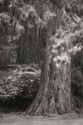 Ancient Forest I B&W