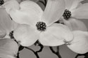 Dogwood Delicacy III B&W